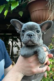 Bulldog Francese