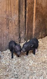Maialini nana Minipig