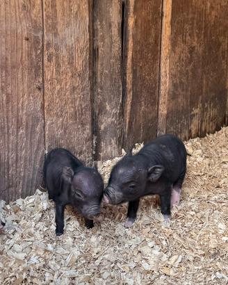 Maialini nana Minipig