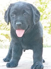 Labrador Retriever cucciole nere