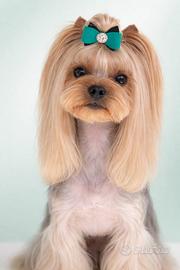 Yorkshire con pedigree disponibile per monta