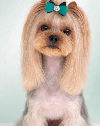 Yorkshire con pedigree disponibile per monta