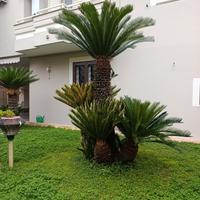 cycas epoca
