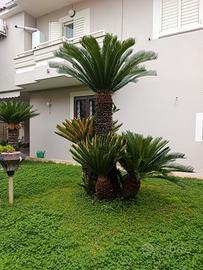 cycas epoca