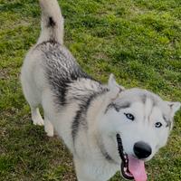 Siberian Husky per monta