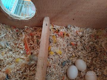 Coppia di inseparabili