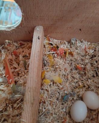 Coppia di inseparabili