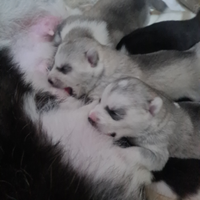 Cuccioli di siberian husky