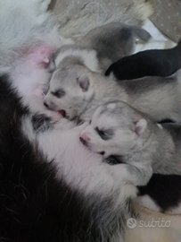 Cuccioli di siberian husky