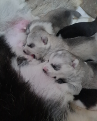 Cuccioli di siberian husky