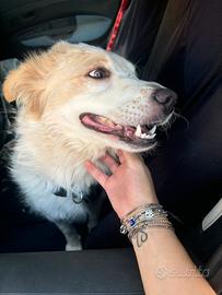 Cane taglia media 1 anno