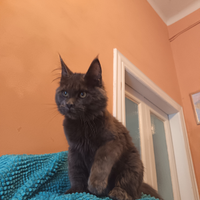 Maine Coon Maschietti Blu