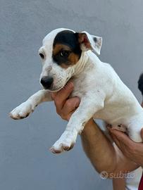 Jack russell