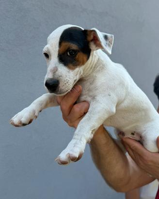 Jack russell