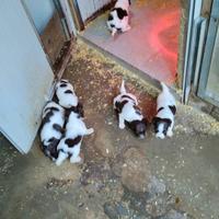 Cuccioli springer spaniel