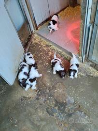 Cuccioli springer spaniel