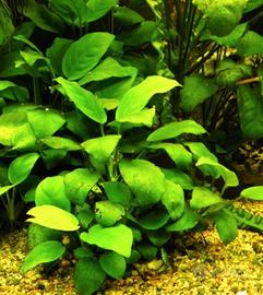 Piante acquario anubias