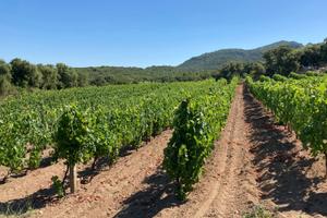Terreno e vigneto con casa