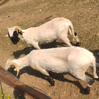 Pecore Alpaca Tosino Tosatrice