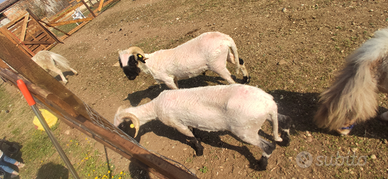 Pecore Alpaca Tosino Tosatrice