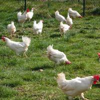 Galline livornesi pronte all'uovo