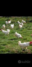 Galline livornesi pronte all'uovo