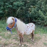 Mini pony