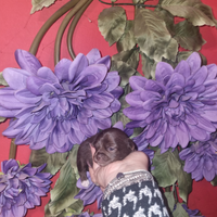 Cuccioli di chihuahua tascabile