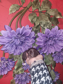 Cuccioli di chihuahua tascabile