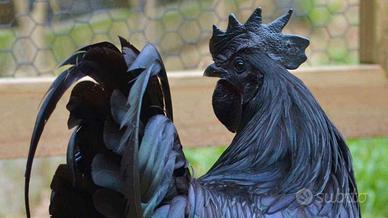 Cemani