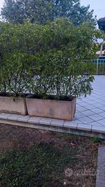 Fioriere con pianta all'interno