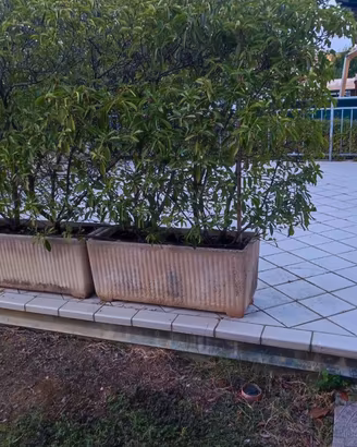 Fioriere con pianta all'interno