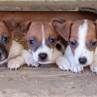 Jack russell cuccioli