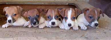 Jack russell cuccioli