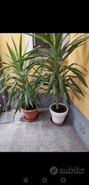 due bellissime piante da ingresso e da soggiorno p