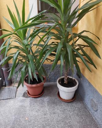 due bellissime piante da ingresso e da soggiorno p