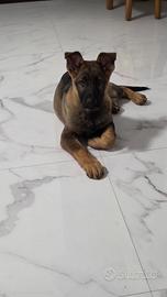 Cuccioli mix pastore belga