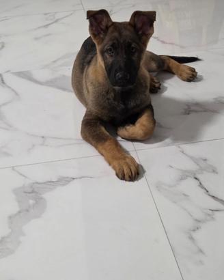 Cuccioli mix pastore belga