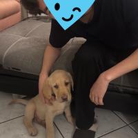 Cucciolo di Labrador