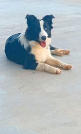 Border collie