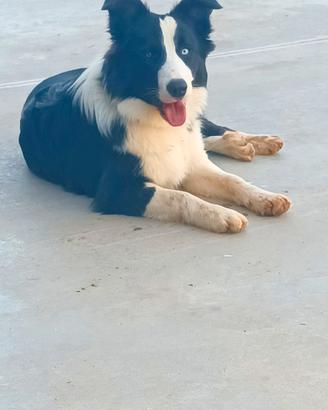 Border collie