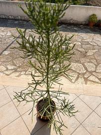 Pianta Euphorbia tirucalli solo ritiro a mano