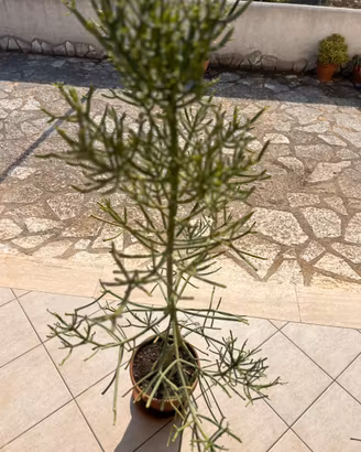 Pianta Euphorbia tirucalli solo ritiro a mano