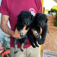 Cuccioli di Pastore del Lagorai X Border Collie