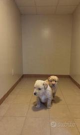 Cuccioli Golden retriever