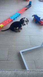 Vendita cucciolo animale