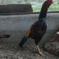 Gallo e gallina Shamo