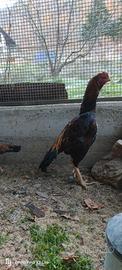 Gallo e gallina Shamo