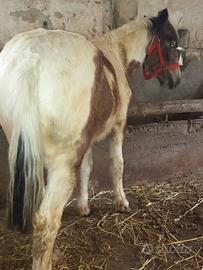 Puledra razza pesante