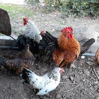 Gallinelle e galletti
